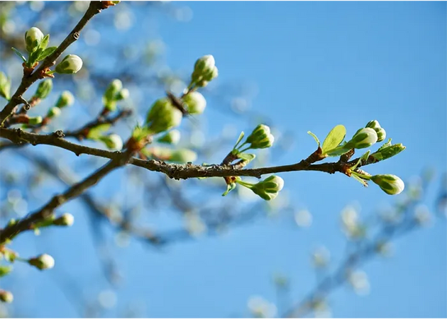 Avoid Spring Migraines