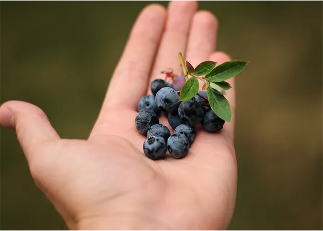 Eating Just Half Cup Of Blueberries A Day May Cut Dementia Risk