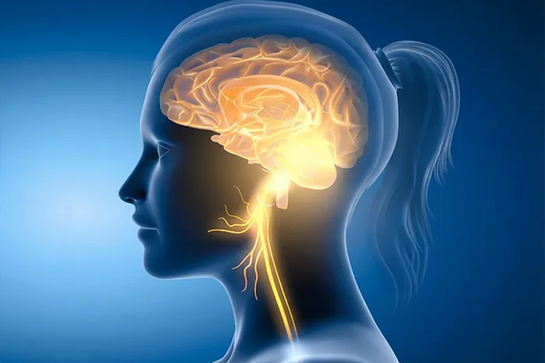 The Vagus Nerve: Why It’s Important for Migraine Relief