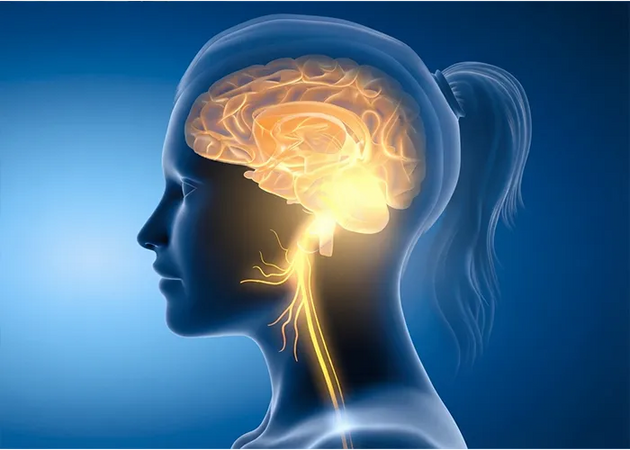 The Vagus Nerve: Why It’s Important for Migraine Relief