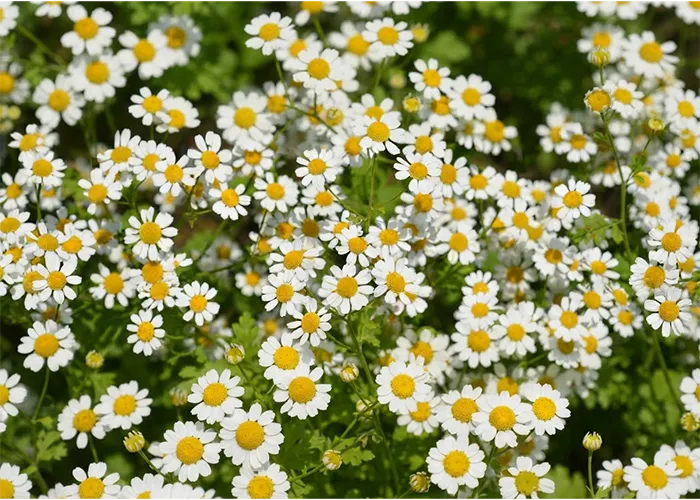 What is Puracol™ Feverfew? *