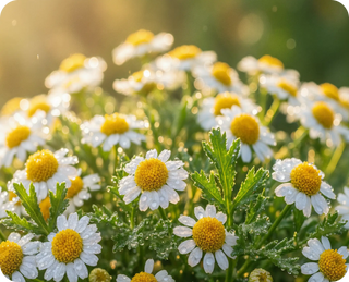 Puracol Feverfew for Migraines